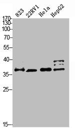 PMEPA1 Antibody