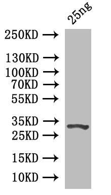 Prim1 Antibody