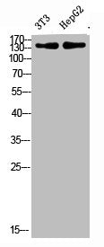 COL17A1 Antibody
