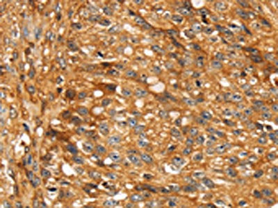 STC1 Antibody