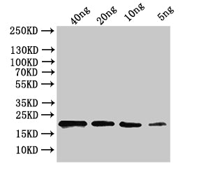 ihfB Antibody