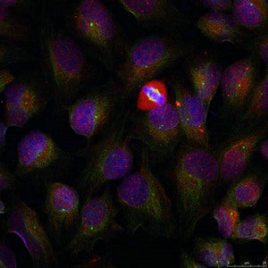 Phospho-NFKB1 (Ser337) Antibody