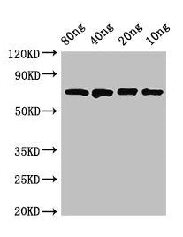 dnaK Antibody