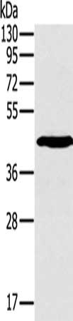 SLAMF1 Antibody