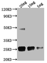 Cpr Antibody