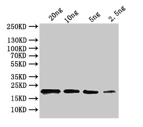 ihfA Antibody