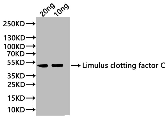 Limulus clotting factor C Antibody