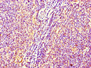 C17orf58 Antibody