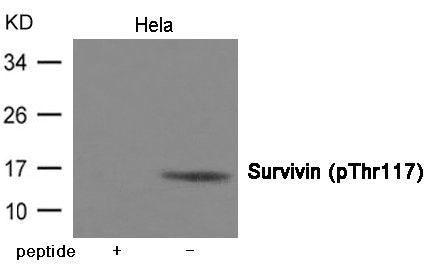 Phospho-BIRC5 (Thr117) Antibody