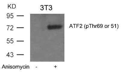 Phospho-ATF2 (Thr69 or 51) Antibody