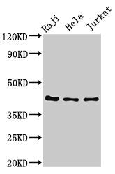 PAG 1 Antibody