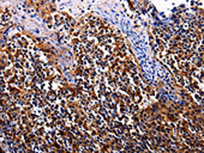 IL17RC Antibody