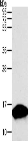 PVALB Antibody