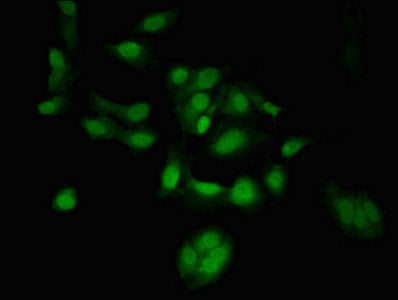 TSR1 Antibody