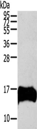 S100A13 Antibody