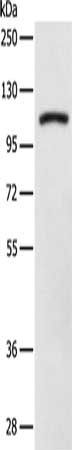DDX58 Antibody