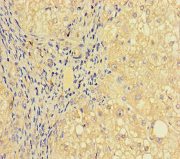 PRICKLE4 Antibody