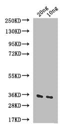 IAA6 Antibody
