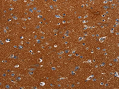 NOX3 Antibody