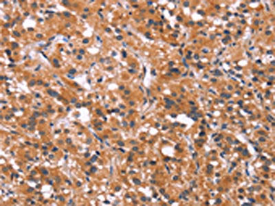 MAPK11 Antibody