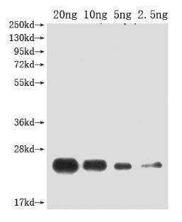 PDF2.2 Antibody