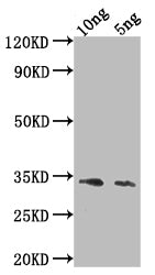 Ang4 Antibody