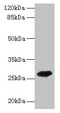 ADIPOQ Antibody