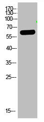 OASL Antibody
