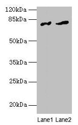 FAM161A Antibody