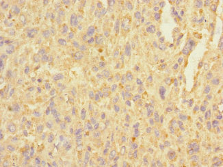 C3orf36 Antibody