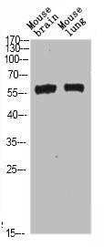 BECN1 Antibody
