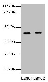 GFOD2 Antibody
