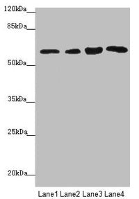 FBXO7 Antibody