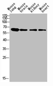 LGALS3BP Antibody