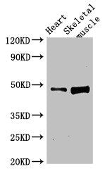 LEXM Antibody