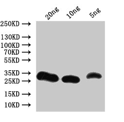 Non-specific lipid-transfer Antibody