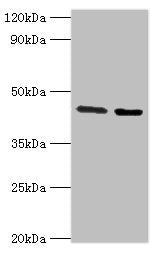 CHRFAM7A Antibody