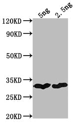 cry1Bb Antibody
