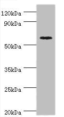CRY2 Antibody
