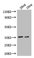 cry1Ia Antibody