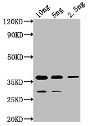 cry1Ia Antibody