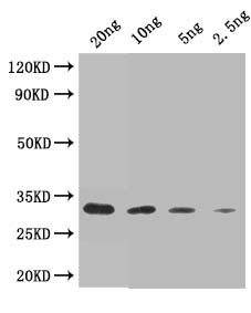 Trypsin/alpha-amylase inhibitor CMX2 Antibody