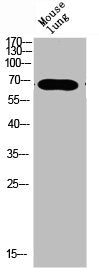 KRT Antibody
