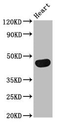 TRDMT1 Antibody