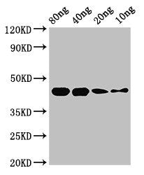 speB Antibody
