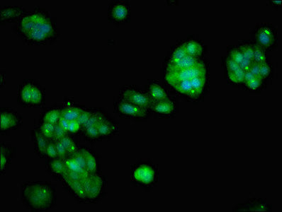 PARP14 Antibody