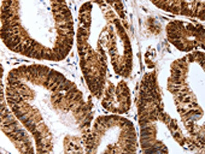 Map2 Antibody