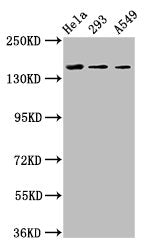 CDON Antibody