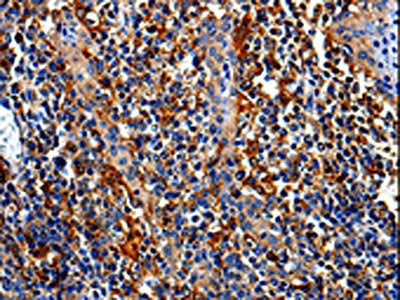 COX16 Antibody