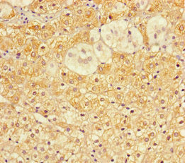 COA6 Antibody